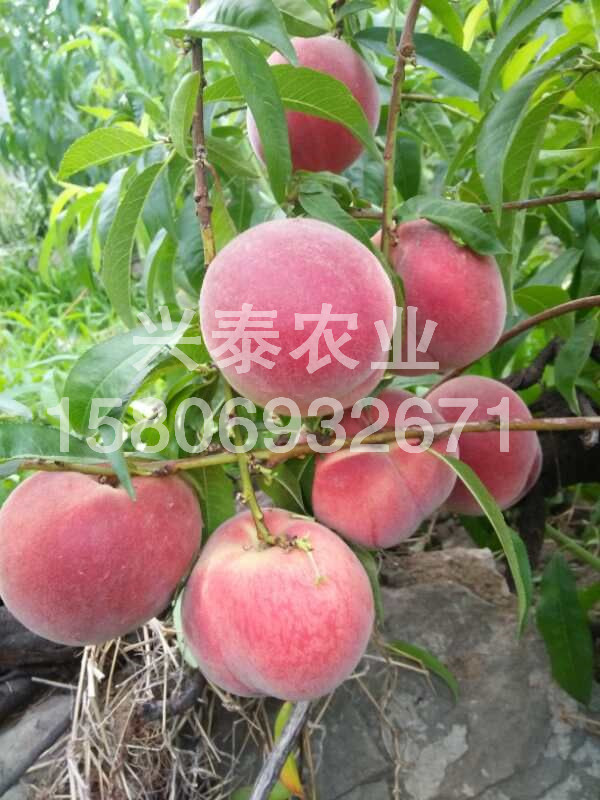 春麗(lì)
