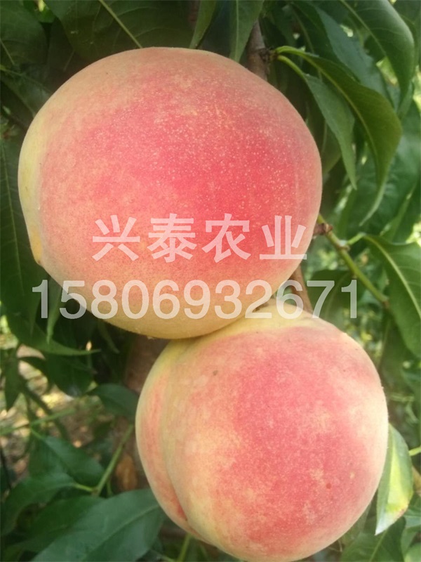 秋甜