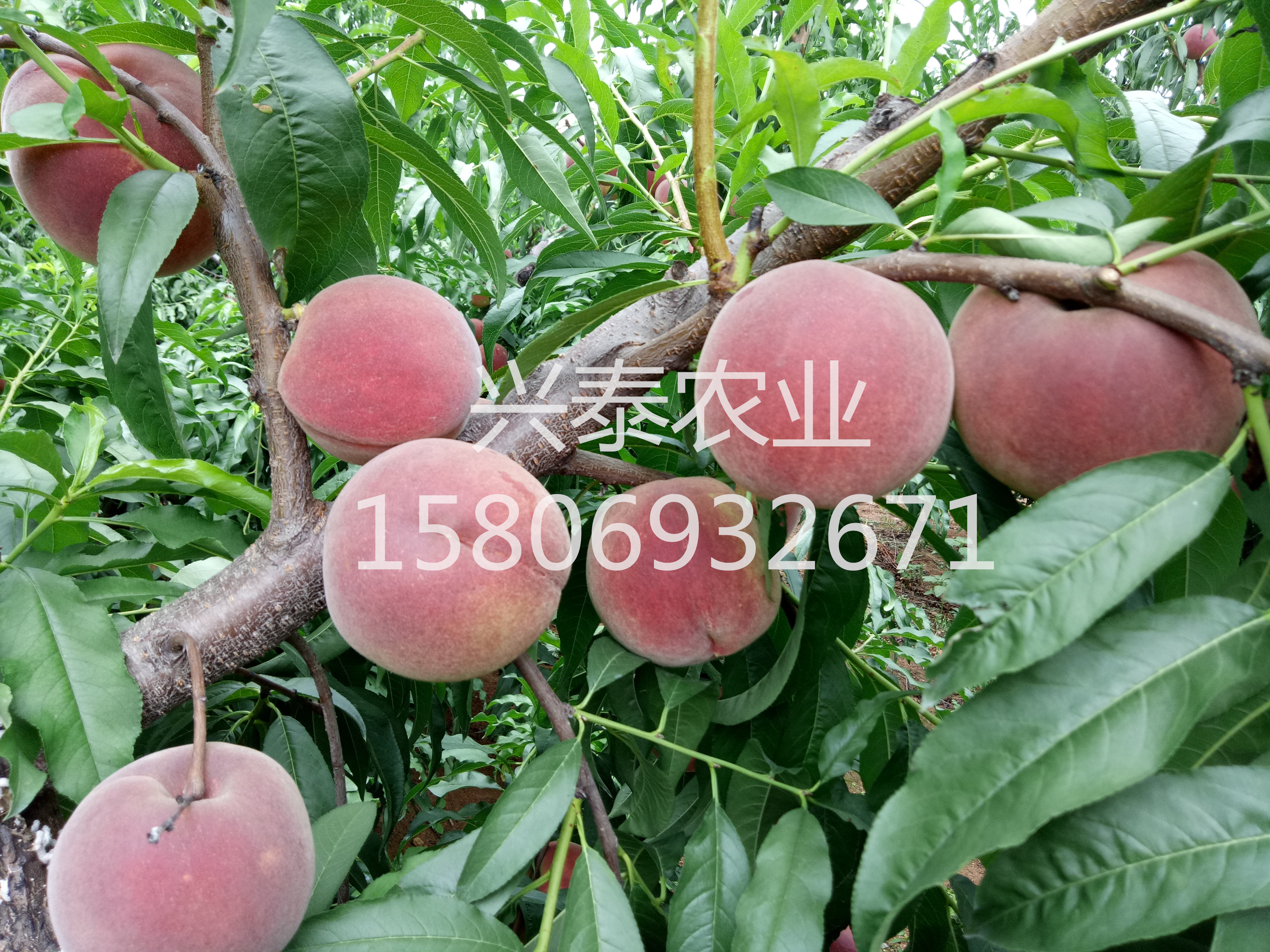 秋 彤 蜜
