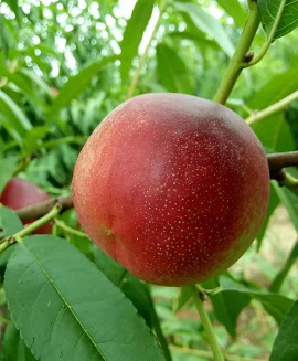 立夏紅(hóng)
