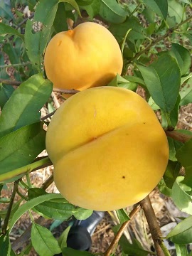 南(nán)非2号
