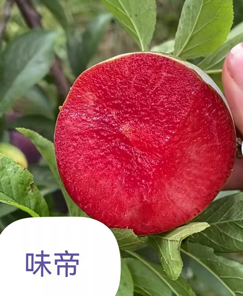 味帝