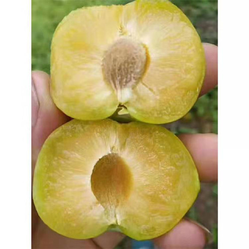 蜂糖李