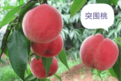 突圍